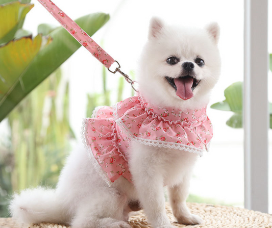 Chic Collars & Leads: Ensuring Your Girl Pup's Comfort and Safety