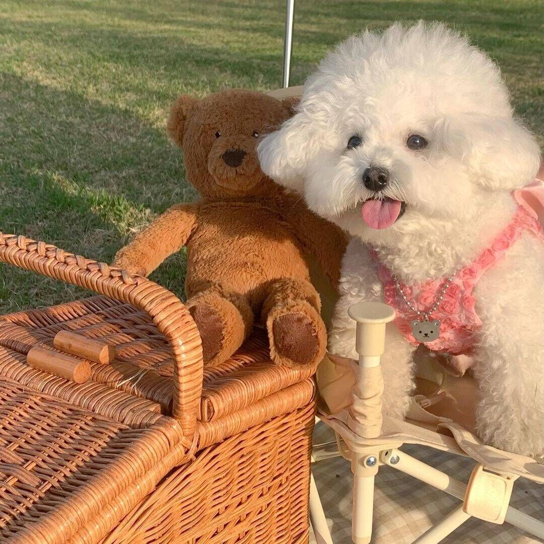 Pink Bloom Girl Pup Dress